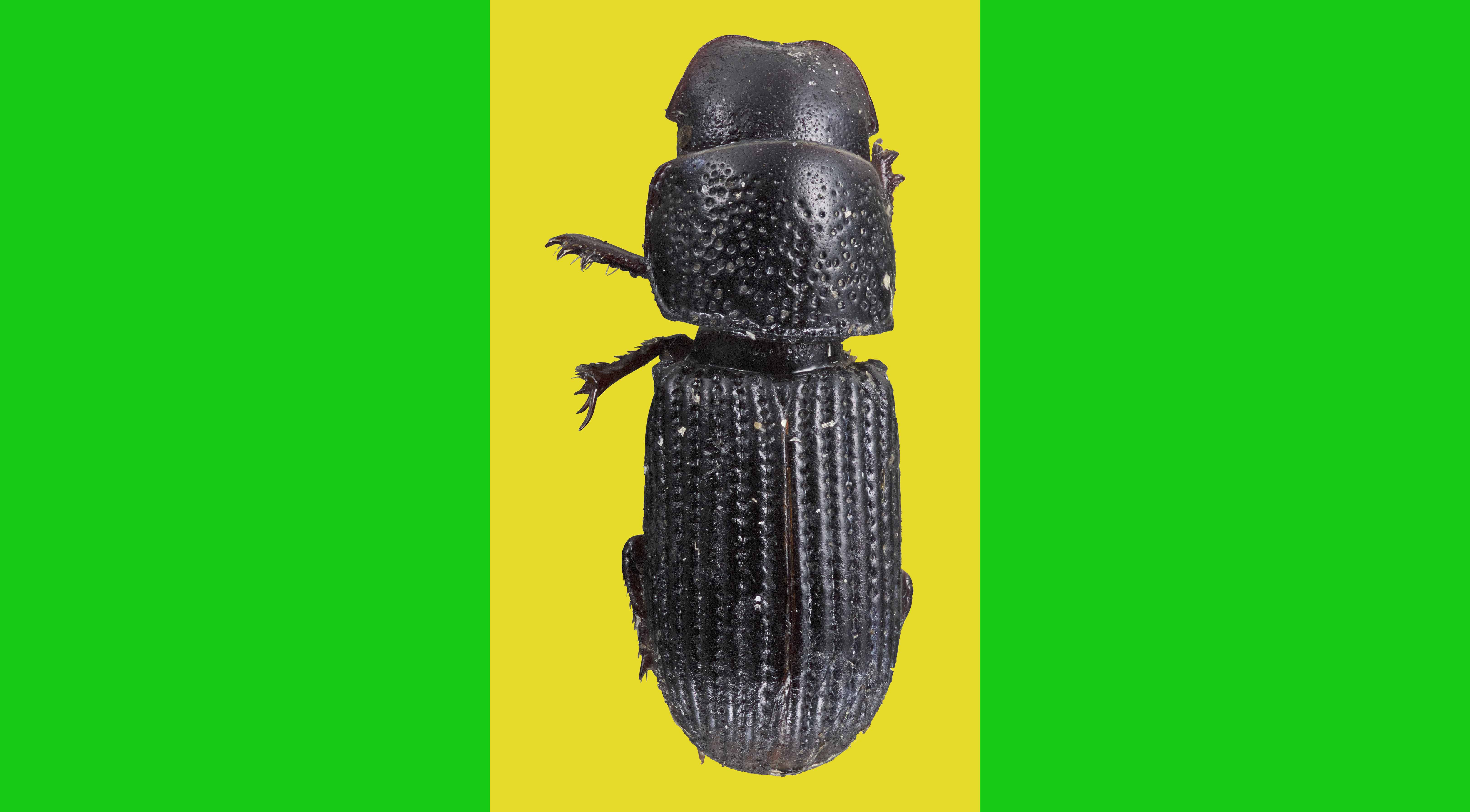 Flag of Raoul